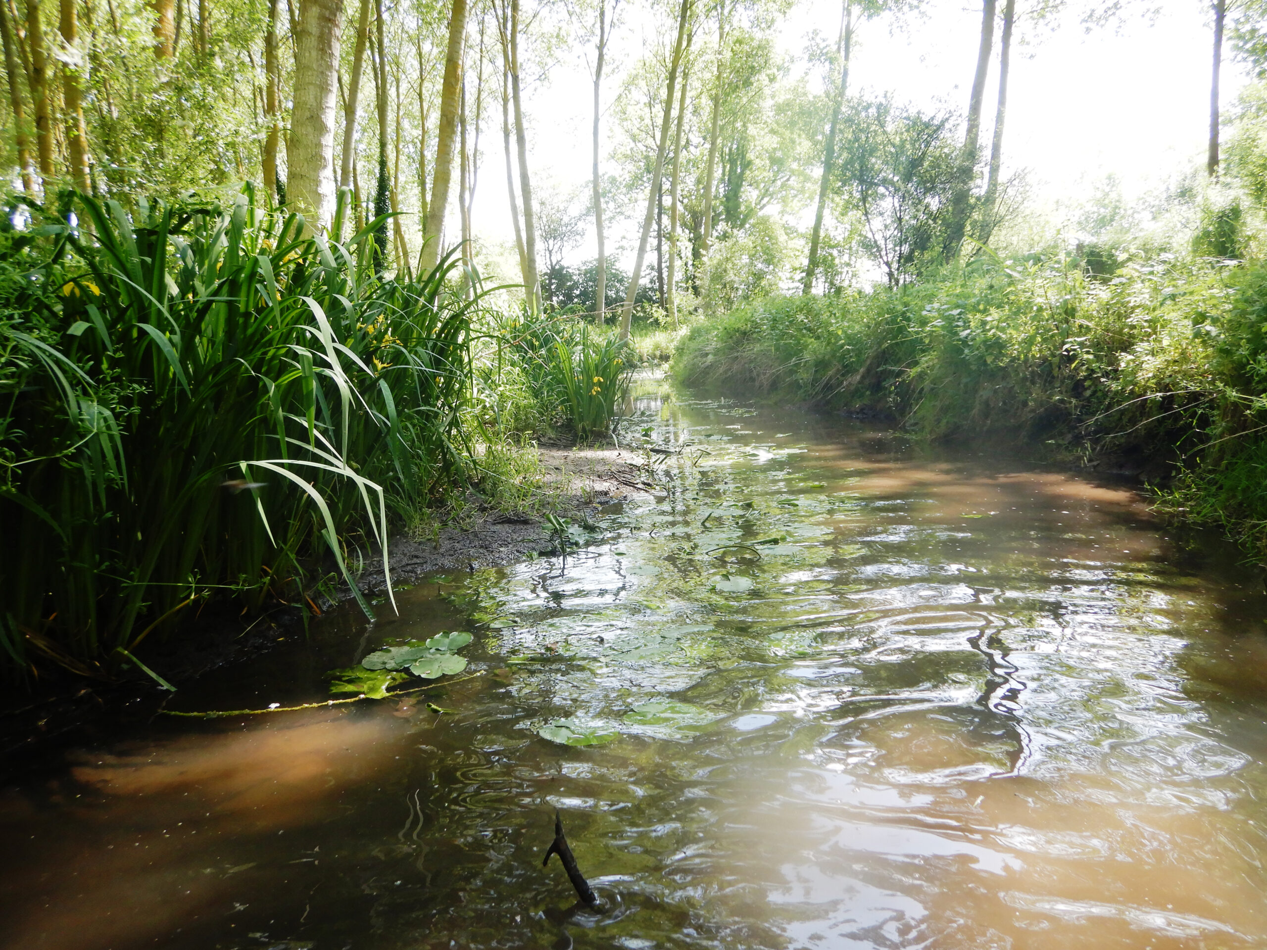 L’Argance face au défi de l’eau : validation de l’étude HMUC par la CLE du SAGE Loir